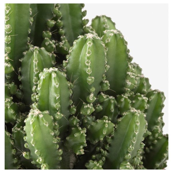 Растение в горшке, без колючек 12 см IKEA CEREUS PERUVIANUS ЦЕРЕУС ПЕРУАНСКИЙ 604.934.00 - схема-чертеж с размерами