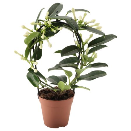 Растение в горшке STEPHANOTIS, мадагаскарский жасмин (12 см)