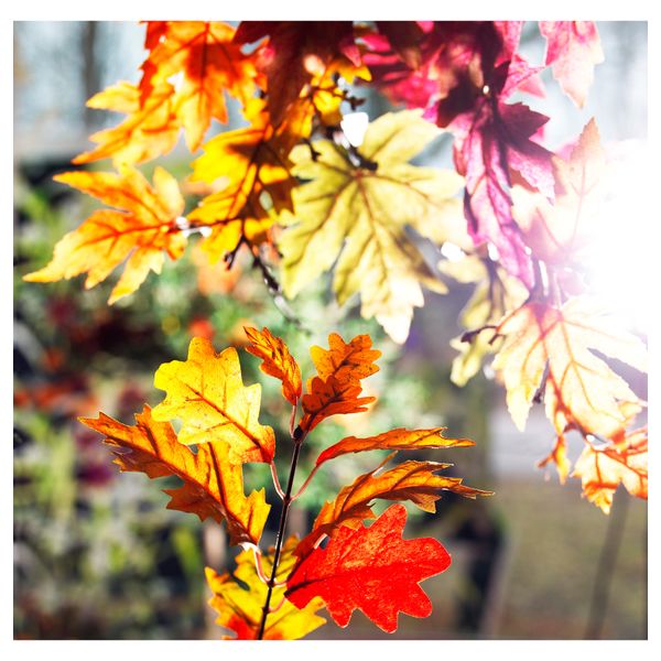 Формовая свеча, ароматическая МОЛЛОС, Осенние листья разноцветный (18 см) - схема-чертеж с размерами