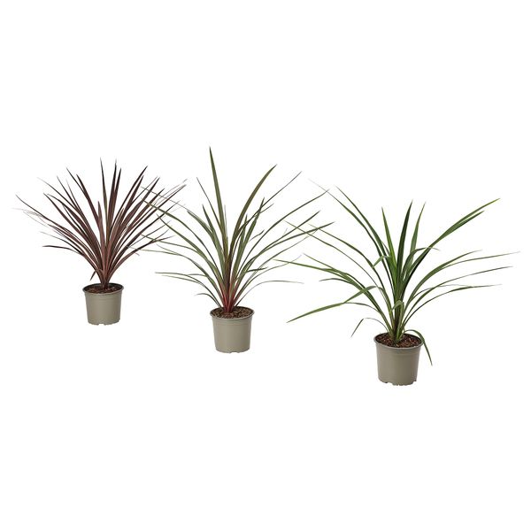 Растение в горшке IKEA CORDYLINE INDIVISA КОРДИЛИНА 306.041.31 - фото 3