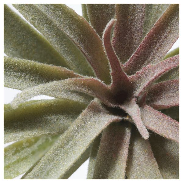 Искусственный аэрофит СМИККА, Тилландсия, зеленый (10 см) - схема-чертеж с размерами