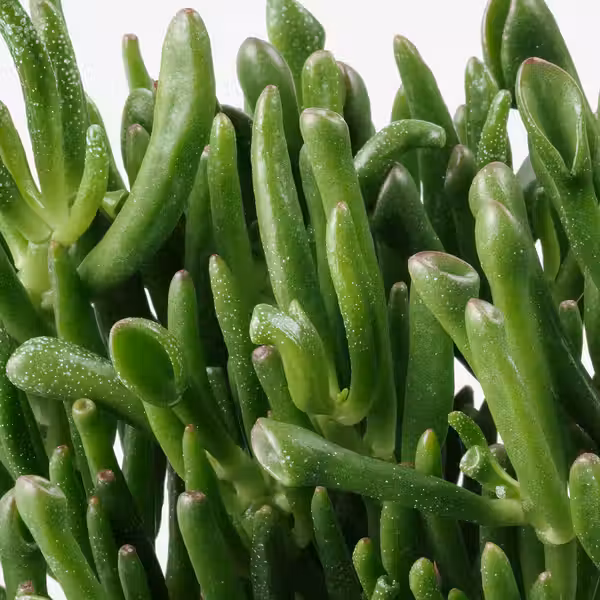 SUCCULENT Растение в горшке - различные растения 15 см - фото 6