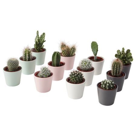 Комнатное растение в горшке, кактус/различные растения 6 см IKEA CACTACEAE КАКТУС 603.719.55