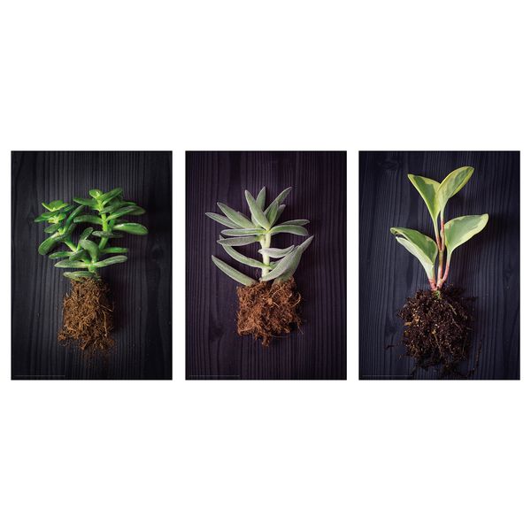 Постер БИЛЬД, Растения (21x30 см) - фото 1