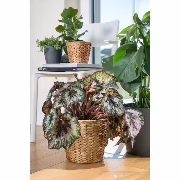 FRIDFULL Кашпо - водный гиацинт 19 см - фото 3