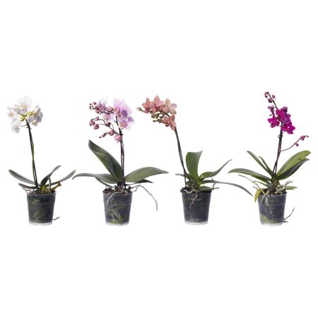 Растение в горшке PHALAENOPSIS, Орхидея, 1 стебель (9 см)
