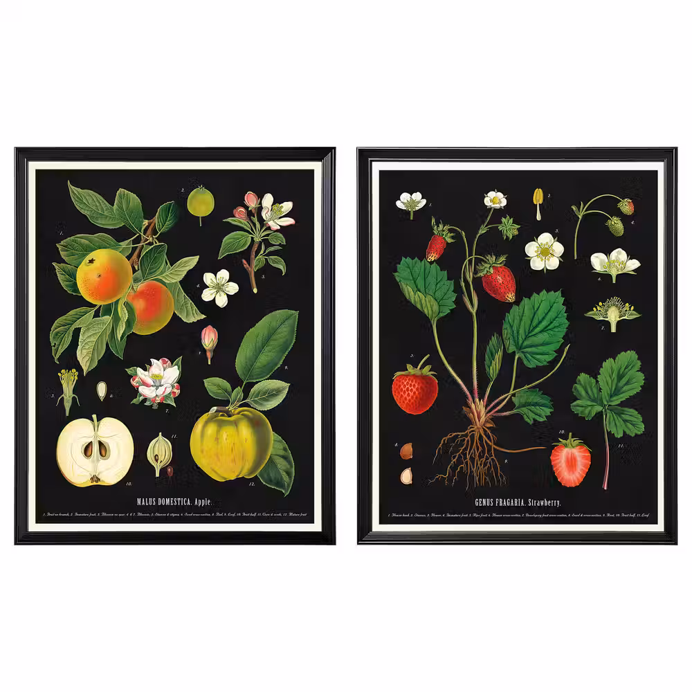 KNOPPÄNG Рама с постером - Винтажные изображения фруктов 40x50 см - фото 1