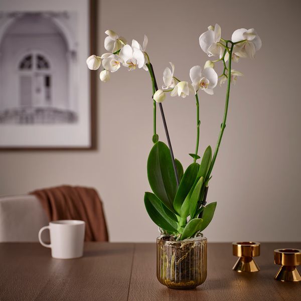 GRADVIS Кашпо - д/дома/улицы/светло-коричневый 9 см - фото 3