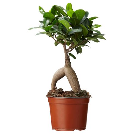 Растение в горшке FICUS MICROCARPA GINSENG (12 см)