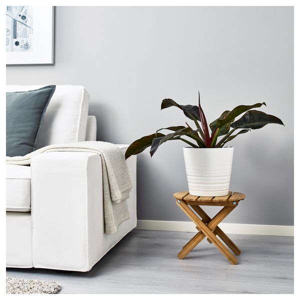 Растение в горшке ФИЛОДЕНДРОН (21 см) - фото 2