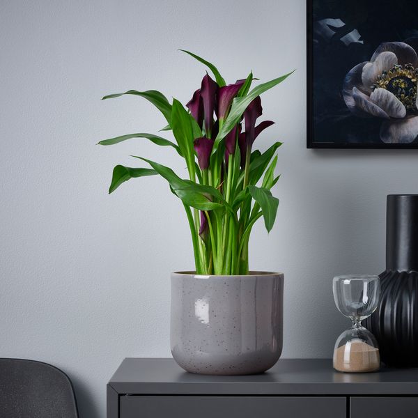 Кашпо, для дома, улицы, серо-синий, 15 см IKEA BUSKKAPRIFOL 005.958.97 - фото 3