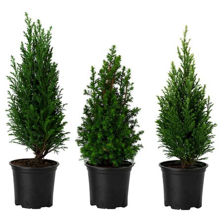 Растение в горшке, Кипарисовик различные растения, 10.5 см IKEA КИПАРИСОВИК 803.755.75