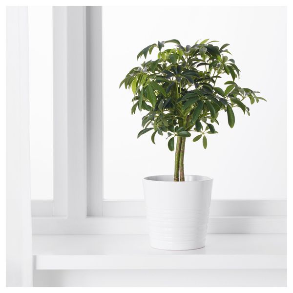 Растение в горшке FICUS BENJAMINA 'NATASJA', Фикус Бенджамина "Наташа" (12 см) - схема-чертеж с размерами