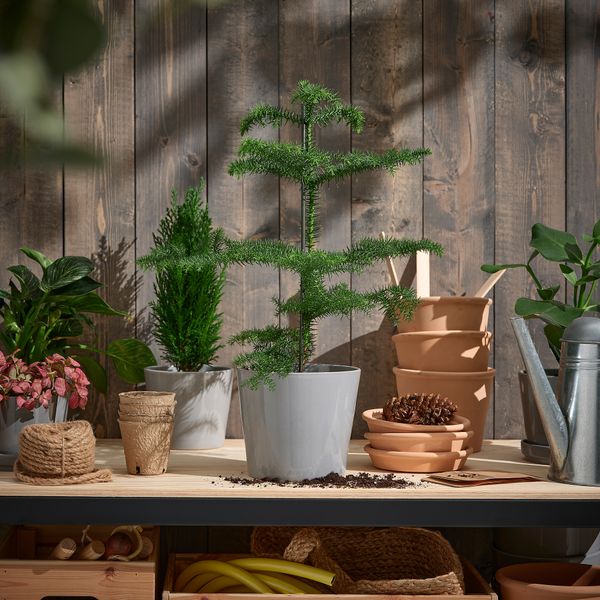 Растение в горшке, 17 см, Араукария IKEA ARAUCARIA 705.616.91 - фото 3