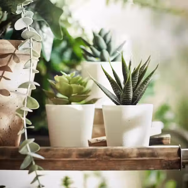 FEJKA Искусственное растение и кашпо - д/дома/улицы Суккулент 6 см 3 шт - фото 2