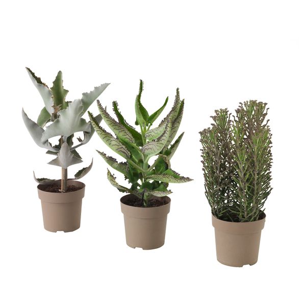 Растение в горшке KALANCHOE MADAGASCAR, различные растения (15 см) - схема-чертеж с размерами