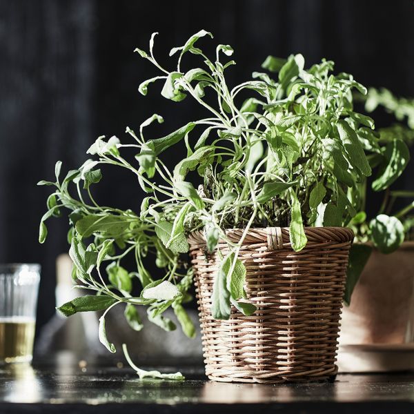 Кашпо, ротанг 12 см IKEA KAKTUSFIKON КАКТУСФИКОН 804.548.84 - фото 2