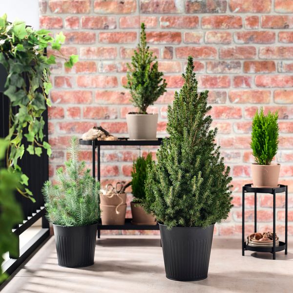 Растение в горшке, белая ель, 23 см IKEA PICEA GLAUCA CONICA 205.878.44 - фото 2