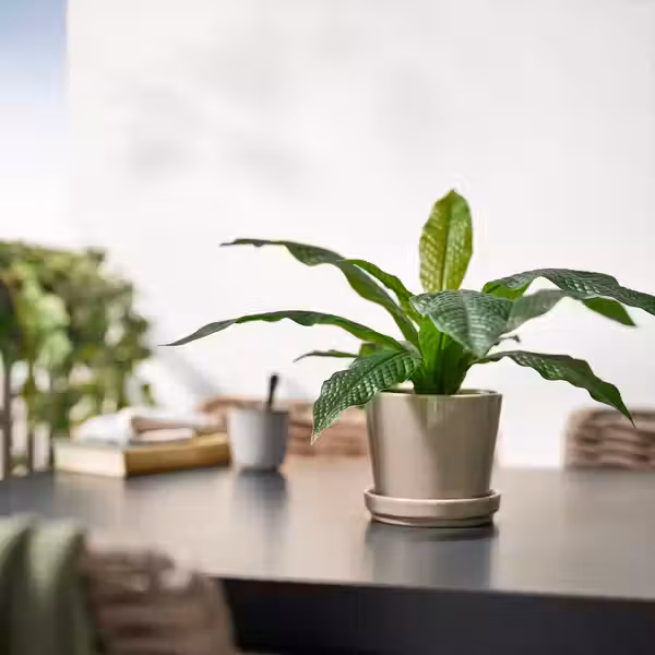 FEJKA Искусственное растение в горшке - д/дома/улицы Папоротник-крокодил 12 см - фото 3