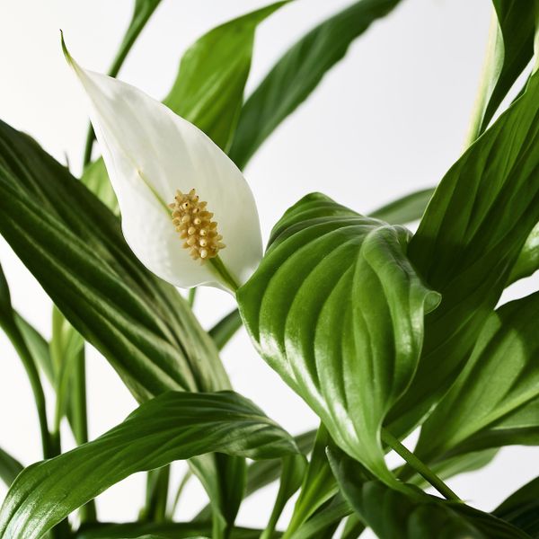 Растение в горшке, Спатифиллум 12 см IKEA SPATHIPHYLLUM СПАТИФИЛЛУМ 003.719.63 - фото 3