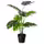 FEJKA Искусственное растение в горшке - д/дома/улицы монстера 19 см