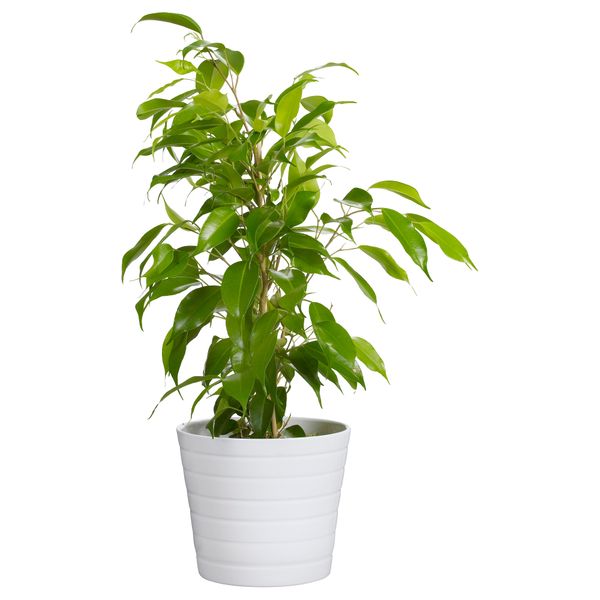 Кашпо КАРДЕМУММА, белый, различные орнаменты - фото 2