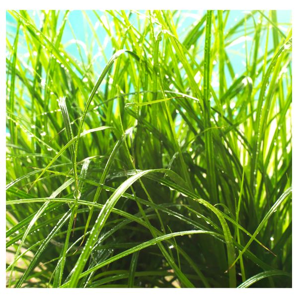 Формовая свеча, ароматическая АНСОКА, Летнее утро, зеленый (14 см) - схема-чертеж с размерами