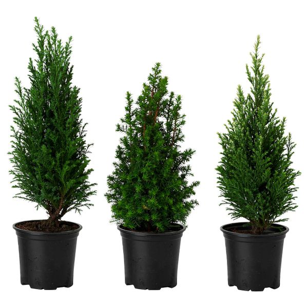 Растение в горшке, Кипарисовик различные растения, 10.5 см IKEA КИПАРИСОВИК 803.755.75 - фото 1