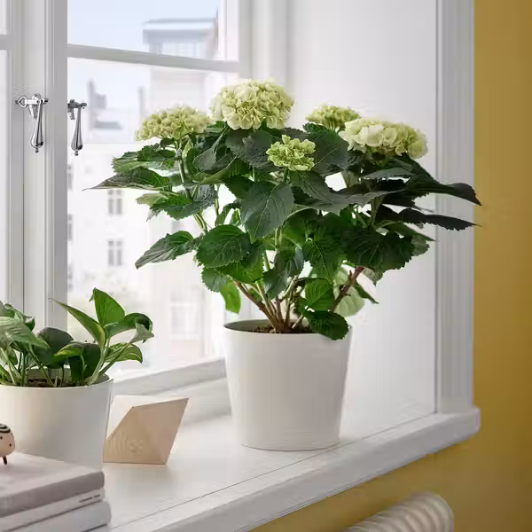 HYDRANGEA Растение в горшке - фото 2