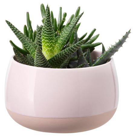 Комнатное растение в горшке, розовый 12 см IKEA SUCCULENT СУККУЛЕНТЫ 003.719.82