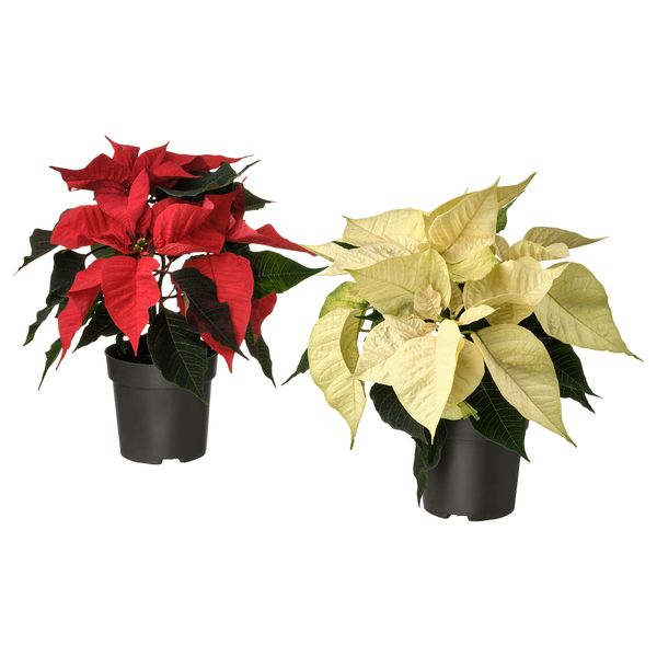 Растение в горшке IKEA POINSETTIA 605.617.00 - фото 2