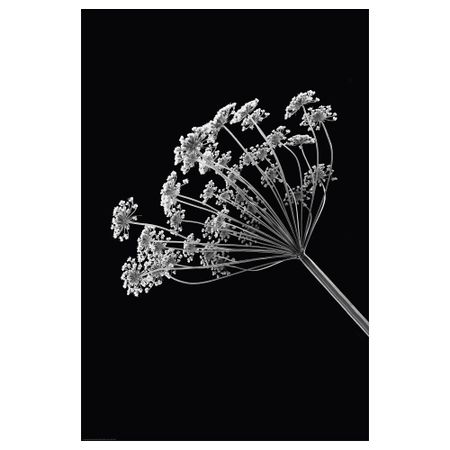 Постер, 61x91 см, Ангелика IKEA DRÖMBILD ДРЁМБИЛЬД 604.418.40