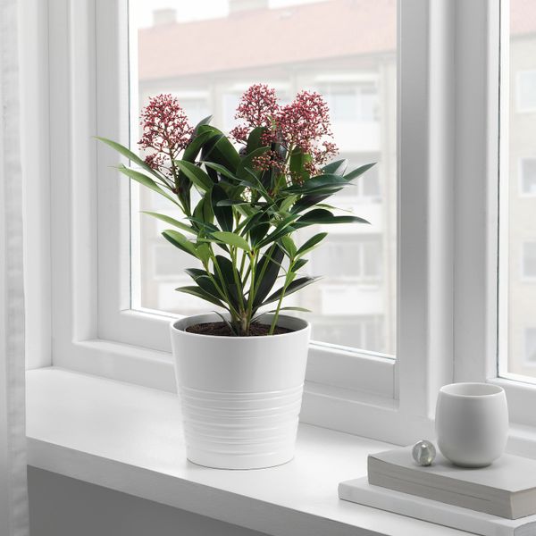 Растение в горшке, 13 см IKEA SKIMMIA JAPONICA RUBELLA 104.432.76 - фото 2