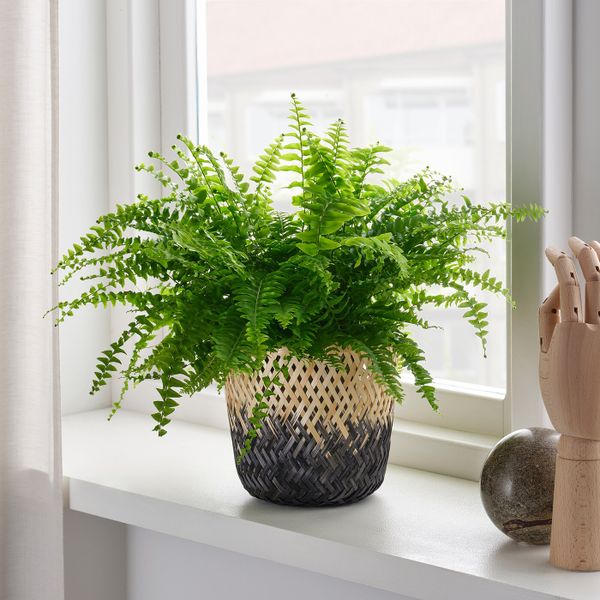 Кашпо, бамбук естественный/черный 15 см IKEA VATTENMELON ВАТТЕНМЕЛОН 604.758.54 - фото 2