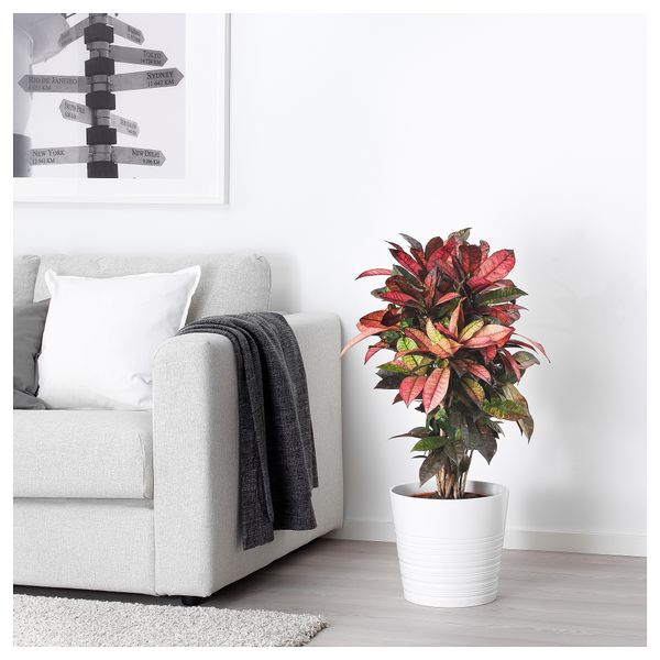 Растение в горшке КОДИЕУМ, кротон различные растения (24 см) - фото 2