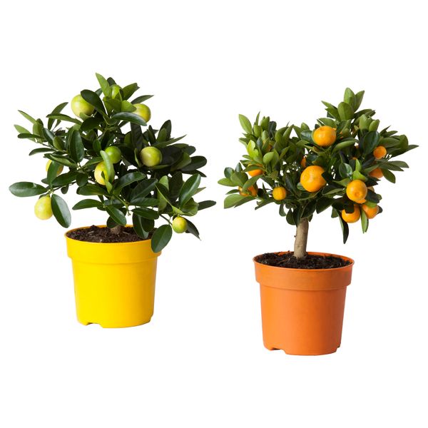 Растение в горшке CITRUS, различные растения (15 см) - фото 5