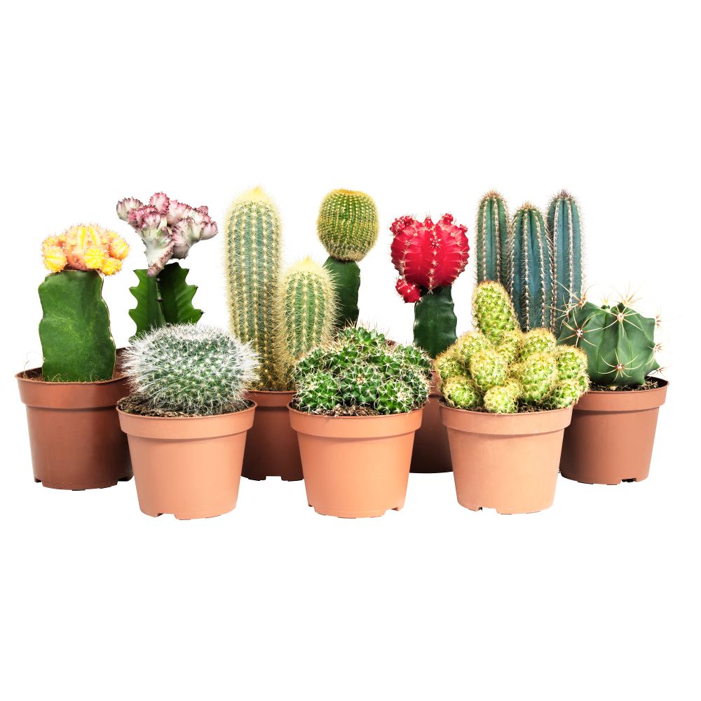 Растение в горшке CACTACEAE, различные растения (10.5 см) - схема-чертеж с размерами
