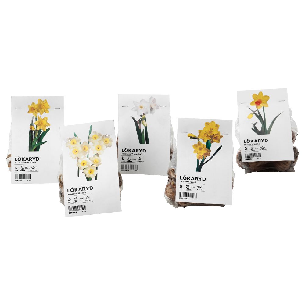 Луковицы цветочные ЛЁКАРИД, для сада, нарцисс различные растения - схема-чертеж с размерами