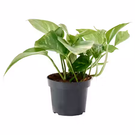 EPIPREMNUM ЭПИПРЕМНУМ Растение в горшке - золотистый лотос 12 см