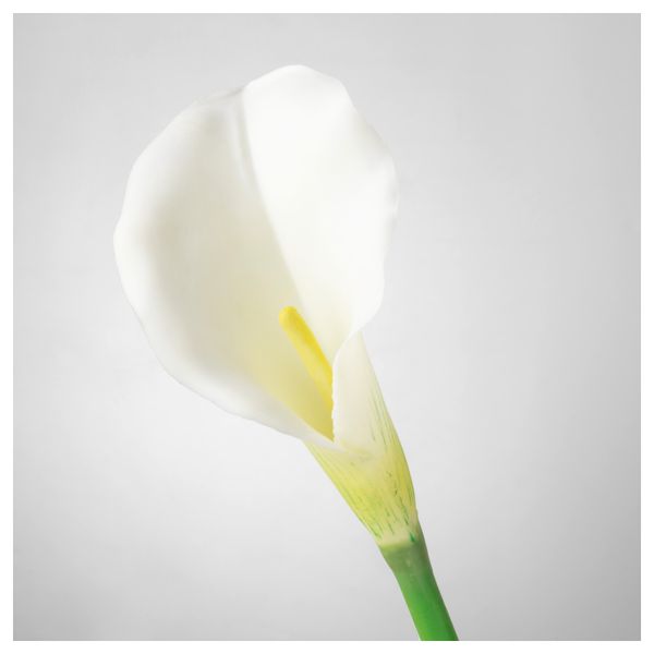 Цветок искусственный СМИККА, Зантедеския, белый (75 см) - схема-чертеж с размерами