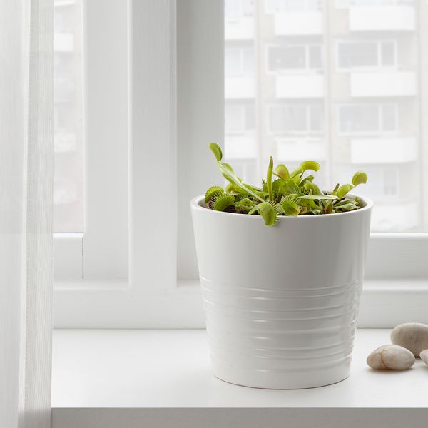 Растение в горшке, насекомоядное различные растения, 12 см IKEA GRÖNSKAN ГРЁНСКАН 302.453.79 - фото 3