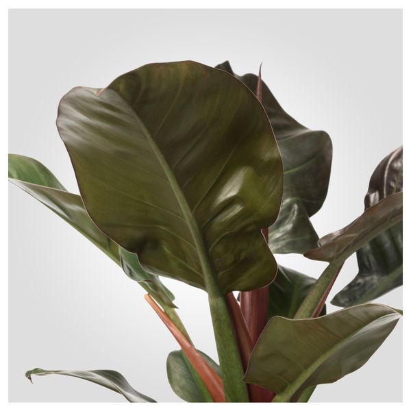 Растение в горшке ФИЛОДЕНДРОН (21 см) - схема-чертеж с размерами