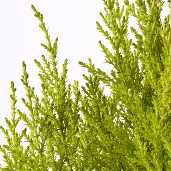 CUPRESSUS MACROCARPA Растение в горшке - схема-чертеж с размерами