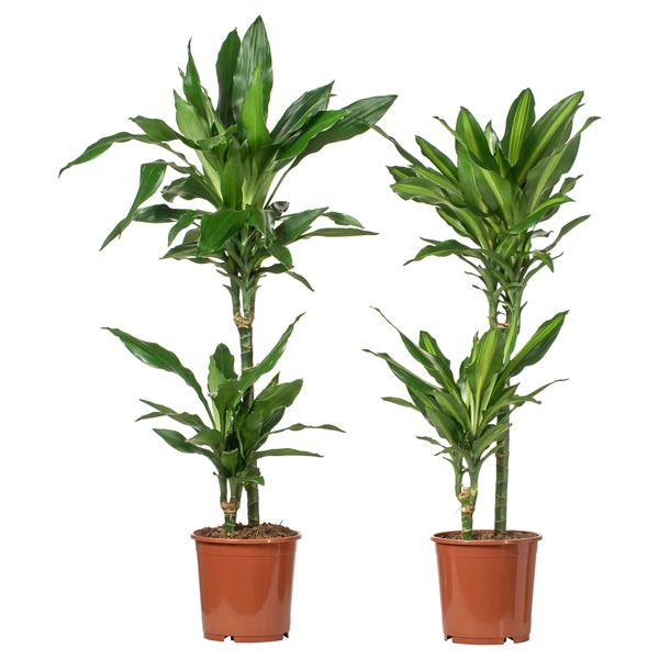 Растение в горшке, 19 см, различные растения, 2 стебля IKEA DRACAENA ДРАЦЕНА 203.053.16 - фото 2