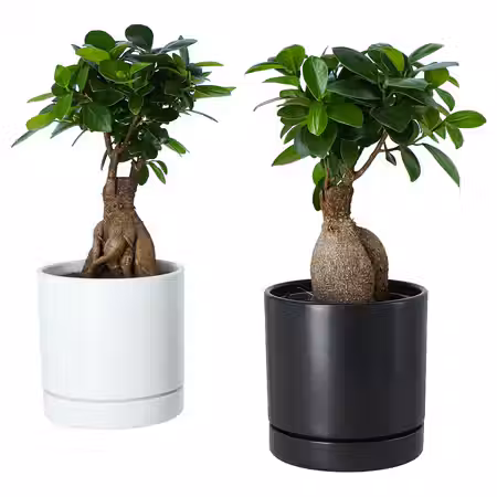 FICUS ФИКУС Комнтн раст в горшке - бонсай разные цвета 12 см
