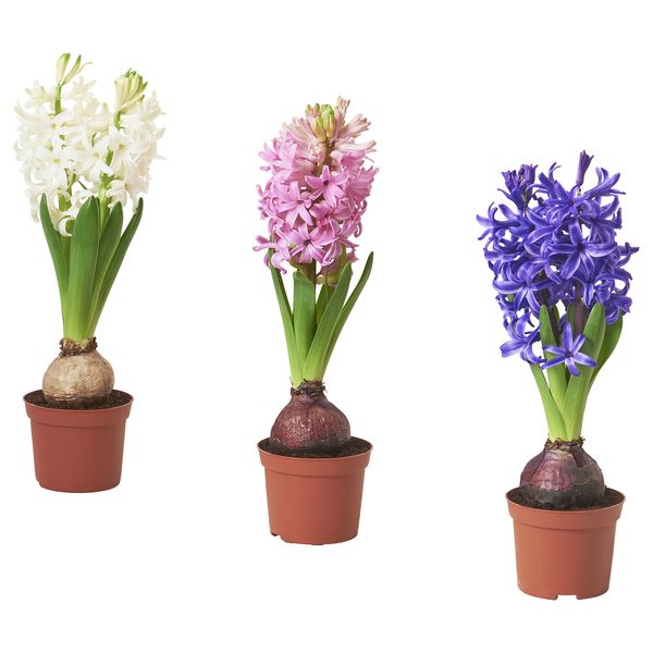 Комнатный растение, лукавица IKEA HYACINTHUS 805.878.41 - фото 1