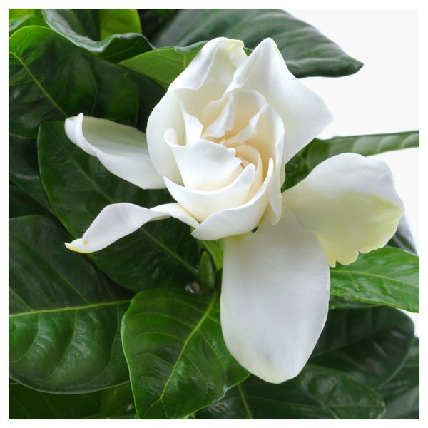 Растение в горшке GARDENIA JASMINOIDES, Гардения жасминовидная (13 см) - схема-чертеж с размерами