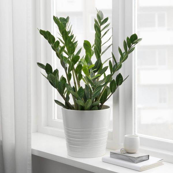 Растение в горшке, Замиокулкас 17 см IKEA ZAMIOCULCAS ЗАМИОКУЛКАС 703.804.31 - фото 3