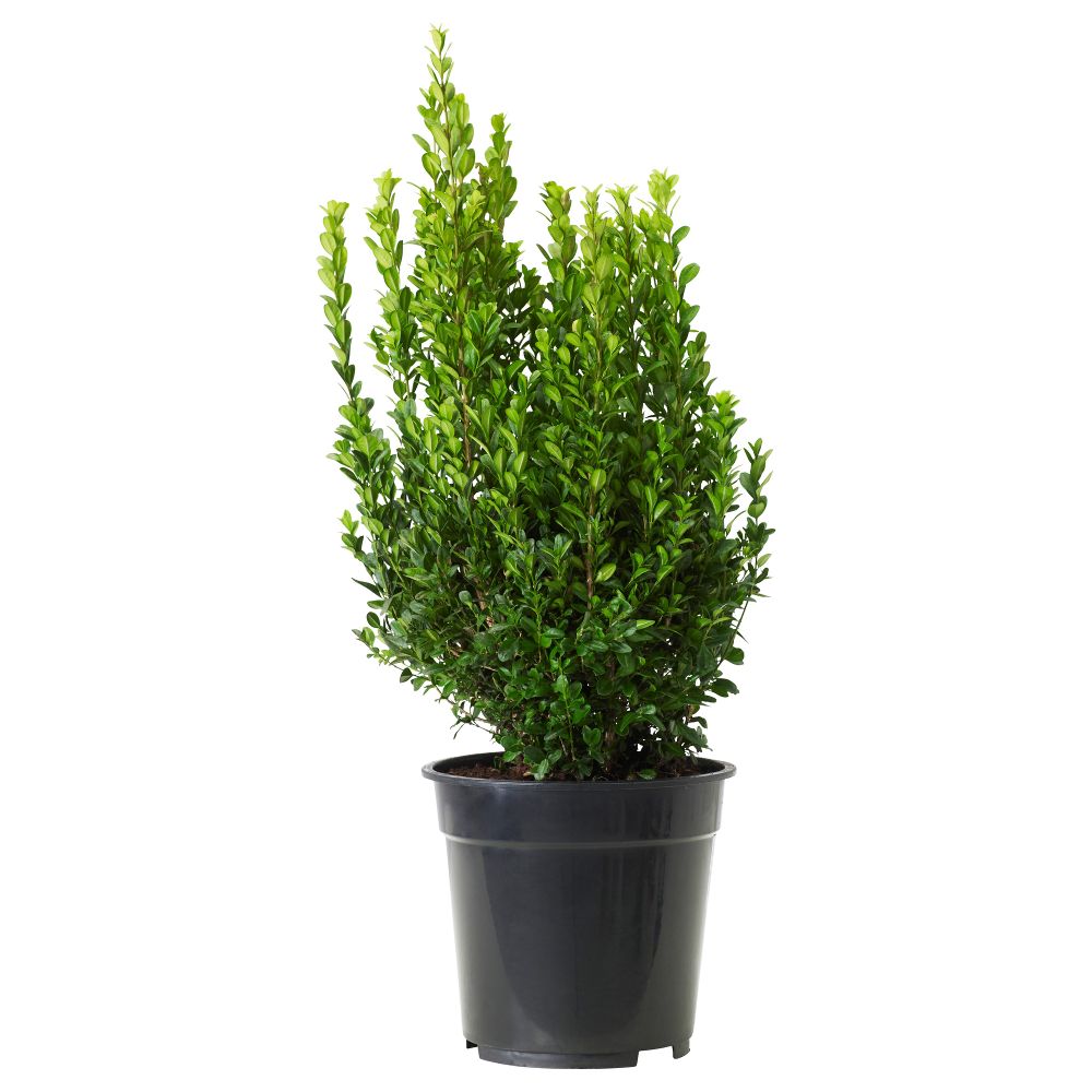 Растение в горшке BUXUS SEMPERVIRENS, самшит, куст (21 см) - схема-чертеж с размерами