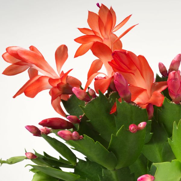 Растение в горшке, Рождественский кактус, 12 см IKEA SCHLUMBERGERA 705.878.46 - схема-чертеж с размерами